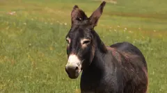 feria-agriola-ganadera-ortuella-2026