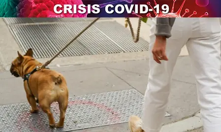 Se debe pasear a los perros en horarios de menor afluencia