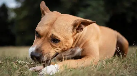 ies-ortuella-ayuda-animales
