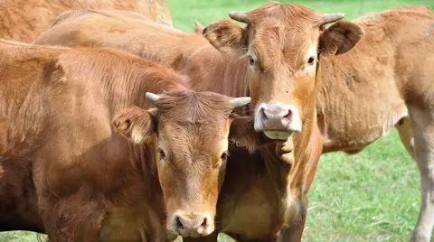 feria-agricola-ortuella