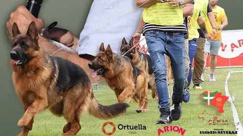 presieger-ortuella-pastor-aleman