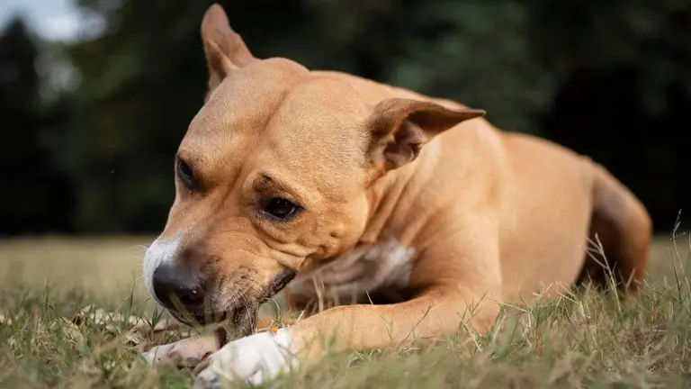 ies-ortuella-ayuda-animales