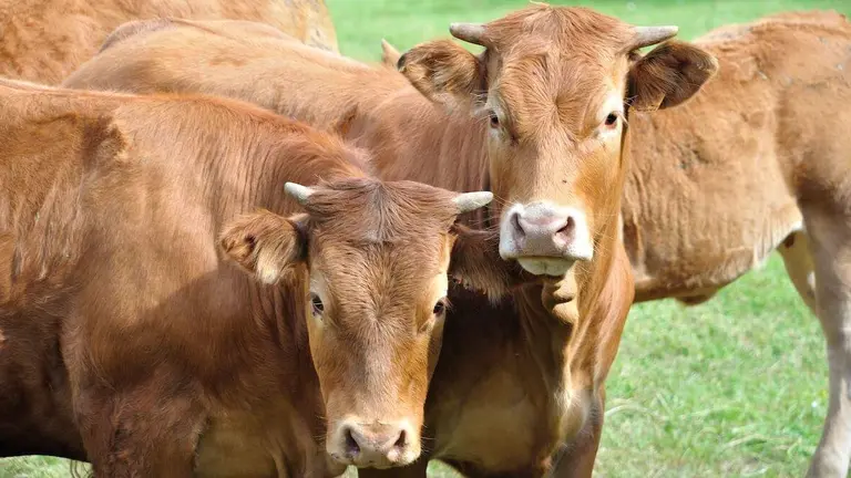 feria-agricola-ortuella