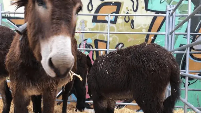 feria-agricola-ganadera-ortuella