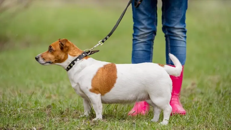 sanciones-abandono-animales-ortuella