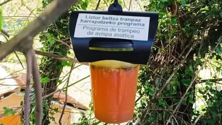 exito-trampe-avispa-asiatica-ortuella